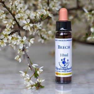 healing herbs Beech