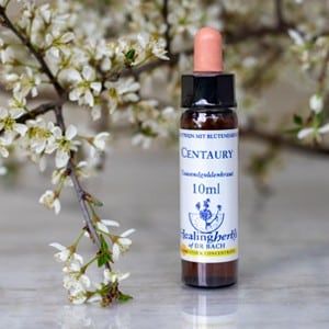 healing herbs Centaury