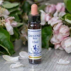 healing herbs Chestnut Bud