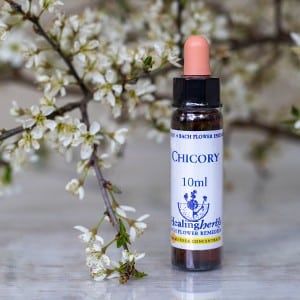 healing herbs Chicory