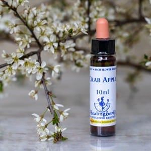 healing herbs Crab Apple