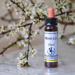 healing herbs Mimulus