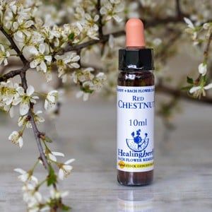 healing herbs Red Chestnut