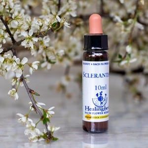 healing herbs Scleranthus