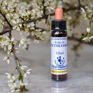 healing herbs Star Of Bethlehem