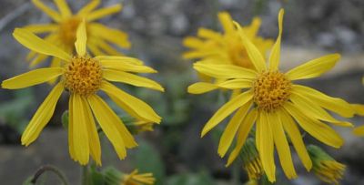 Arnica.jpg