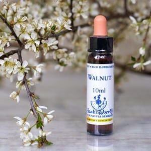 healing herbs Walnut