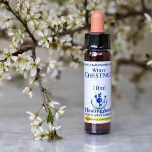 Healing Herbs White Chestnut