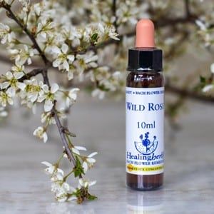 healing herbs Wild Rose