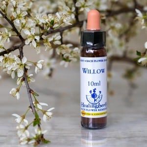 healing herbs Willow