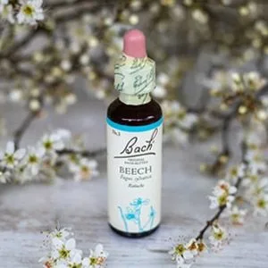 Bach_03_Beech