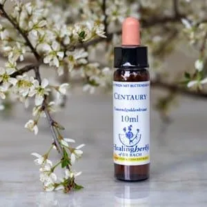 healing herbs Centaury