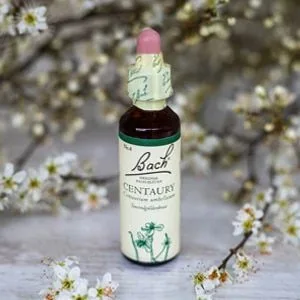Bach_04_Centaury