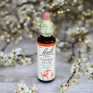 Bach_06_Cherryplum