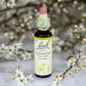 Bach_09_Clematis