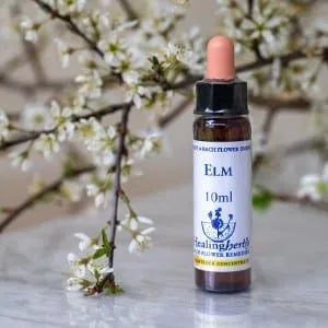healing herbs Elm