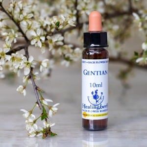 healing herbs Gentian