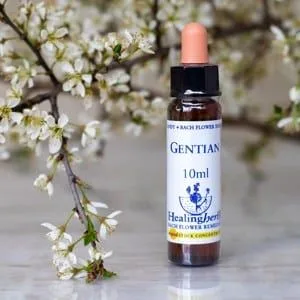 healing herbs Gentian