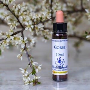 healing herbs Gorse