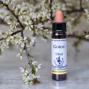 healing herbs Gorse