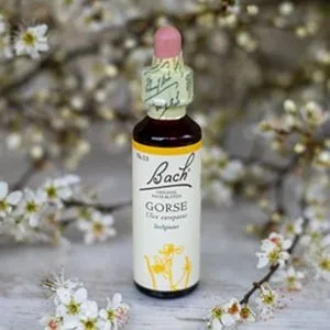Bach_13_Gorse