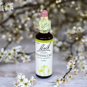 Bach_16_Honeysuckle