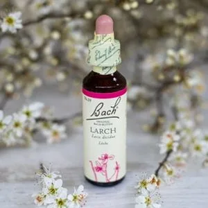 Bach_19_Larch