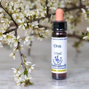 healing herbs Oak