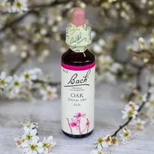 Bach_22_Oak