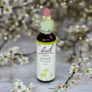 Bach_23_olive