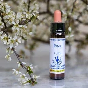 healing herbs Pine