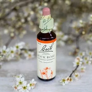 Bach_26_Rockrose