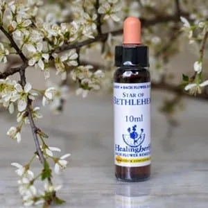 healing herbs Star Of Bethlehem