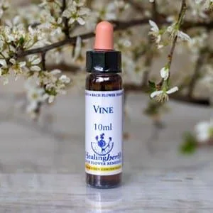 healing herbs Vine