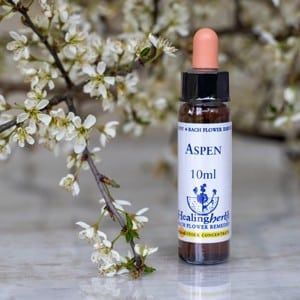 healing herbs Aspen