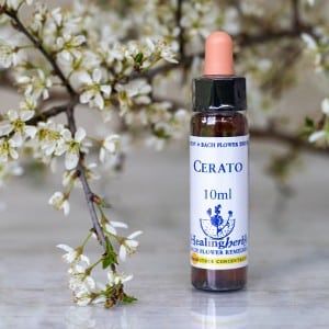 healing herbs Cerato