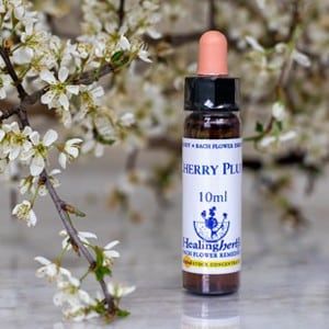 healing herbs Cherry Plum