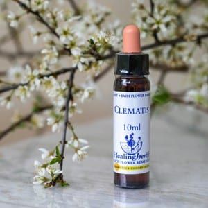 healing herbs Clematis