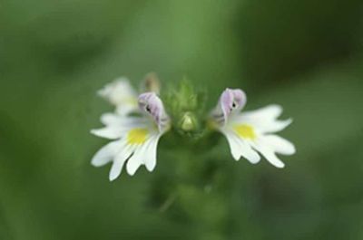 Euphrasia20officinalis20AugentrostWALA.jpg