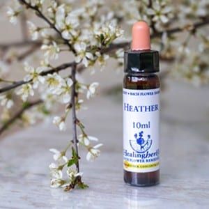 healing herbs Heather