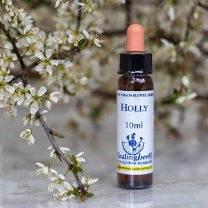 healing herbs Holly