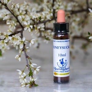 healing herbs Honeysuckle