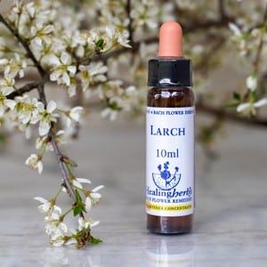 healing herbs Larch