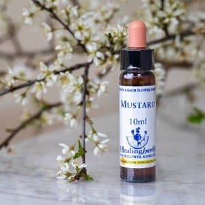 healing herbs Mustard