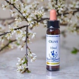 healing herbs Olive