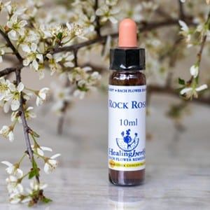 healing herbs Rock Rose