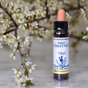 healing herbs Sweet Chestnut